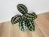 Калатея Хелен Кеннеди (Calathea Helen Kennedy)