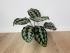 Калатея Хелен Кеннеди (Calathea Helen Kennedy)