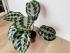 Калатея Хелен Кеннеди (Calathea Helen Kennedy)