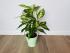 Диффенбахия Эми (Dieffenbachia 'Amy') 50