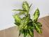 Диффенбахия Эми (Dieffenbachia 'Amy') 50