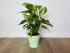Диффенбахия Эми (Dieffenbachia 'Amy') 50