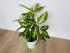 Диффенбахия Эми (Dieffenbachia 'Amy') 50