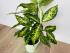 Диффенбахия Эми (Dieffenbachia 'Amy') 50