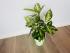 Диффенбахия Эми (Dieffenbachia 'Amy') 50
