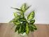 Диффенбахия Эми (Dieffenbachia 'Amy') 50