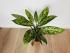 Диффенбахия Везувий (Dieffenbachia 'Vesuvius') 50