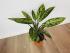Диффенбахия Везувий (Dieffenbachia 'Vesuvius') 50