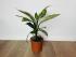 Диффенбахия Везувий (Dieffenbachia 'Vesuvius') 50