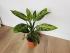 Диффенбахия Везувий (Dieffenbachia 'Vesuvius') 50