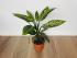 Диффенбахия Везувий (Dieffenbachia 'Vesuvius') 50