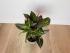 Кротон Петра (Codiaeum variegatum 'Petra') 10/50