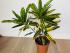 Кротон Санни Стар (Codiaeum Sunny Star) 12/30