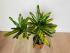 Кротон Санни Стар (Codiaeum Sunny Star) 12/30