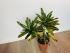 Кротон Санни Стар (Codiaeum Sunny Star) 12/30