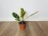 Фикус Эластика Тинеке (Ficus elastica 'Tineke') 14/50