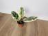 Фикус Эластика Тинеке (Ficus elastica 'Tineke') 14/50