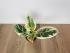Фикус Эластика Тинеке (Ficus elastica 'Tineke') 14/50