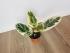 Фикус Эластика Тинеке (Ficus elastica 'Tineke') 14/50
