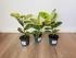 Фикус Эластика Шривериана (Ficus elastica 'Schrijveriana')
