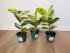Фикус Эластика Шривериана (Ficus elastica 'Schrijveriana')