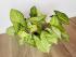 Сингониум Ушковатый (Syngonium auritum)