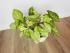 Сингониум Ушковатый (Syngonium auritum)