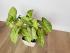 Сингониум Ушковатый (Syngonium auritum)