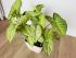 Сингониум Ушковатый (Syngonium auritum)