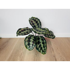 Калатея Хелен Кеннеди (Calathea Helen Kennedy)