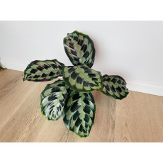 Калатея Хелен Кеннеди (Calathea Helen Kennedy)