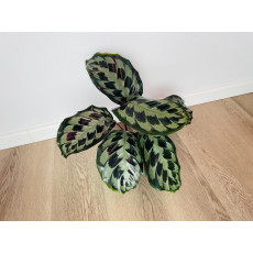 Калатея Хелен Кеннеди (Calathea Helen Kennedy)
