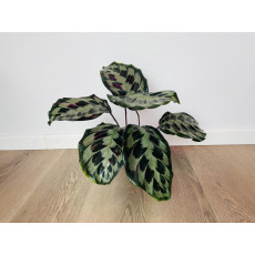 Калатея Хелен Кеннеди (Calathea Helen Kennedy)
