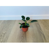 Филодендрон компактный (Philodendron) 6/15