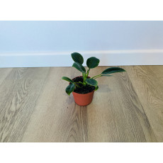 Филодендрон компактный (Philodendron) 6/15