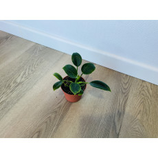 Филодендрон компактный (Philodendron) 6/15