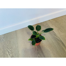 Филодендрон компактный (Philodendron) 6/15