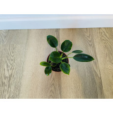 Филодендрон компактный (Philodendron) 6/15