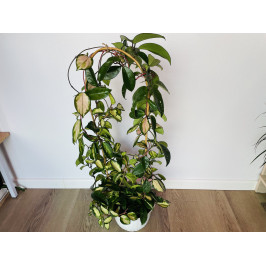 Хойя Карноза (Hoya carnosa) Вариегатная