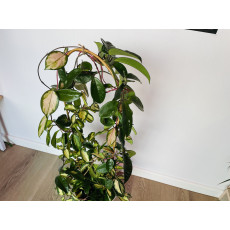 Хойя Карноза (Hoya carnosa) Вариегатная