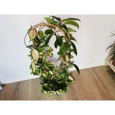 Хойя Карноза (Hoya carnosa) Вариегатная
