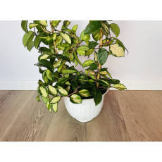 Хойя Карноза (Hoya carnosa) Вариегатная