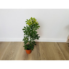 Шеффлера Луизиана (Schefflera Louisiana)