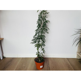 Шеффлера Луизиана (Schefflera Louisiana)