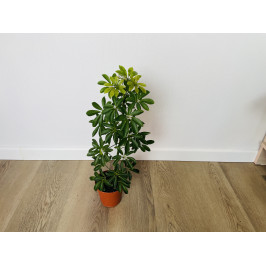 Шеффлера Луизиана (Schefflera Louisiana)