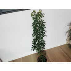 Шеффлера Луизиана (Schefflera Louisiana)