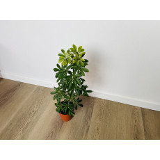 Шеффлера Луизиана (Schefflera Louisiana)