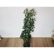 Шеффлера Луизиана (Schefflera Louisiana)