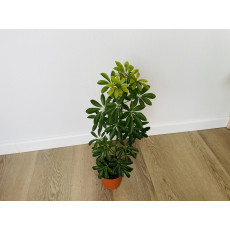 Шеффлера Луизиана (Schefflera Louisiana)