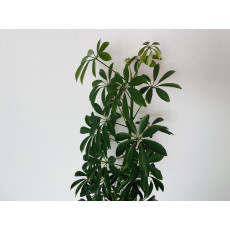 Шеффлера Луизиана (Schefflera Louisiana)